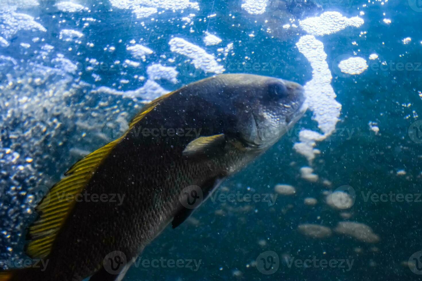 Fish in the aquarium of aquarium, photo