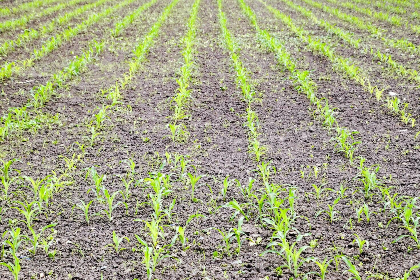 Cornfield. Small corn sprouts, field landscape. Loose soil and stalks of corn on the field. photo