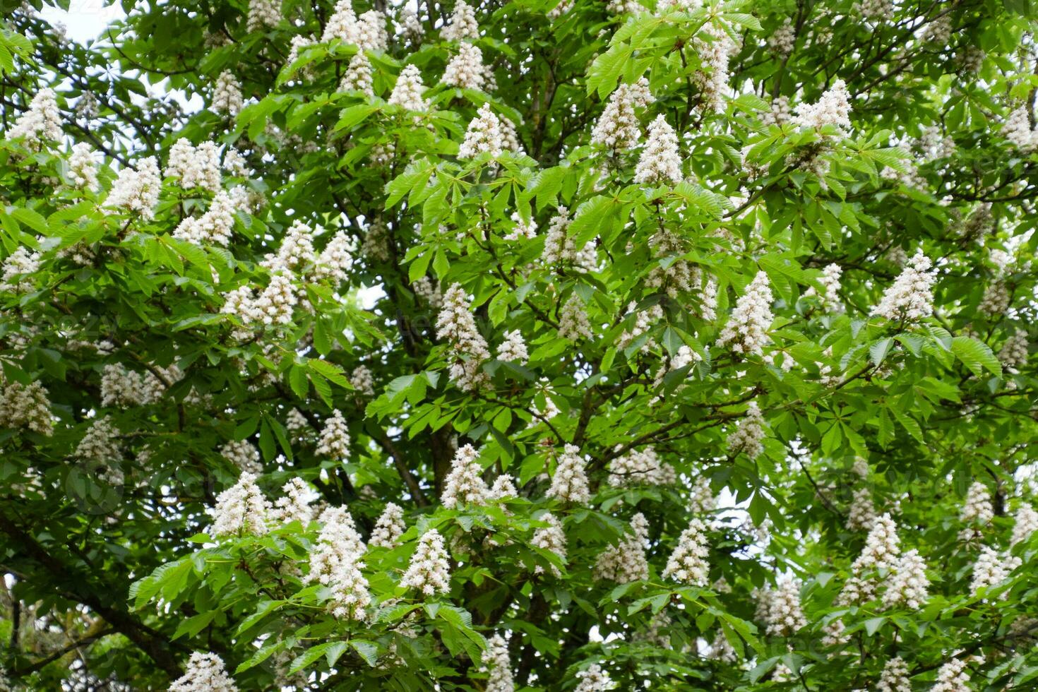 Flowering chestnut horse. White bunches of chestnut flowers. photo