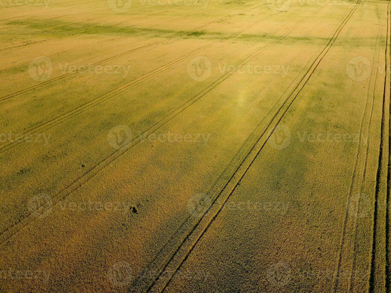 Ripening wheat. Green unripe wheat is a top view. Wheat field photo