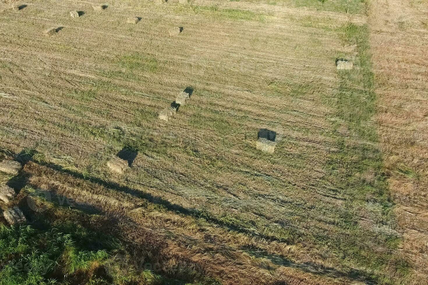 Rectangular bales of hay on the field. Hay photo