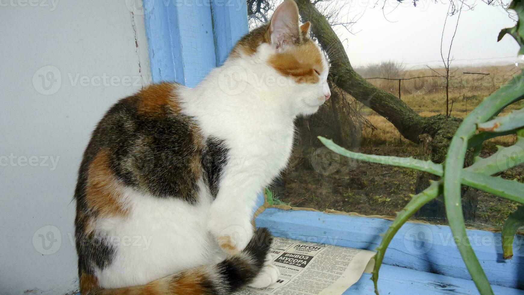 Pelirrojo gato, Doméstico mascota. favorito mascotas en nuestra casas foto