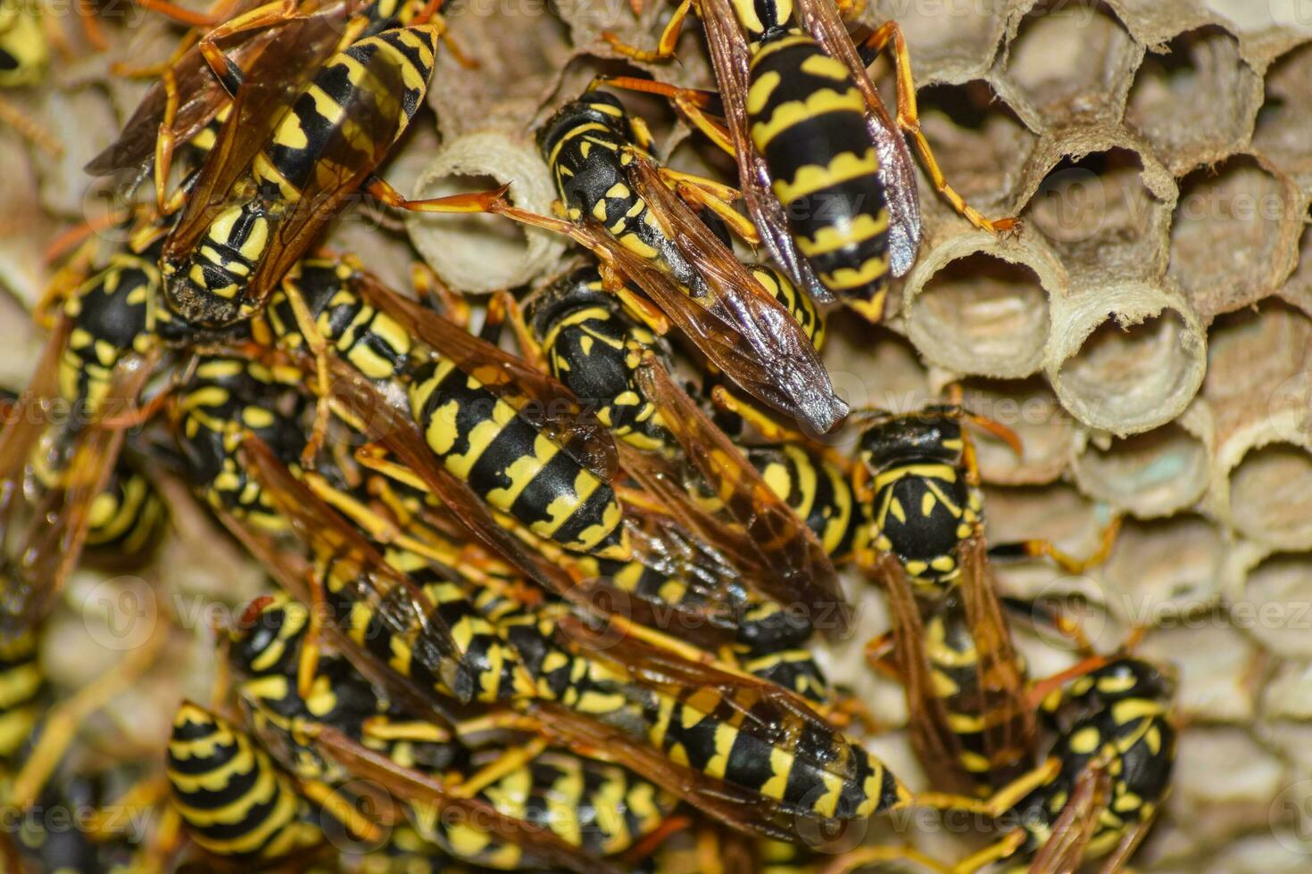 Wasp nest with wasps sitting on it. Wasps polist. The nest of a photo
