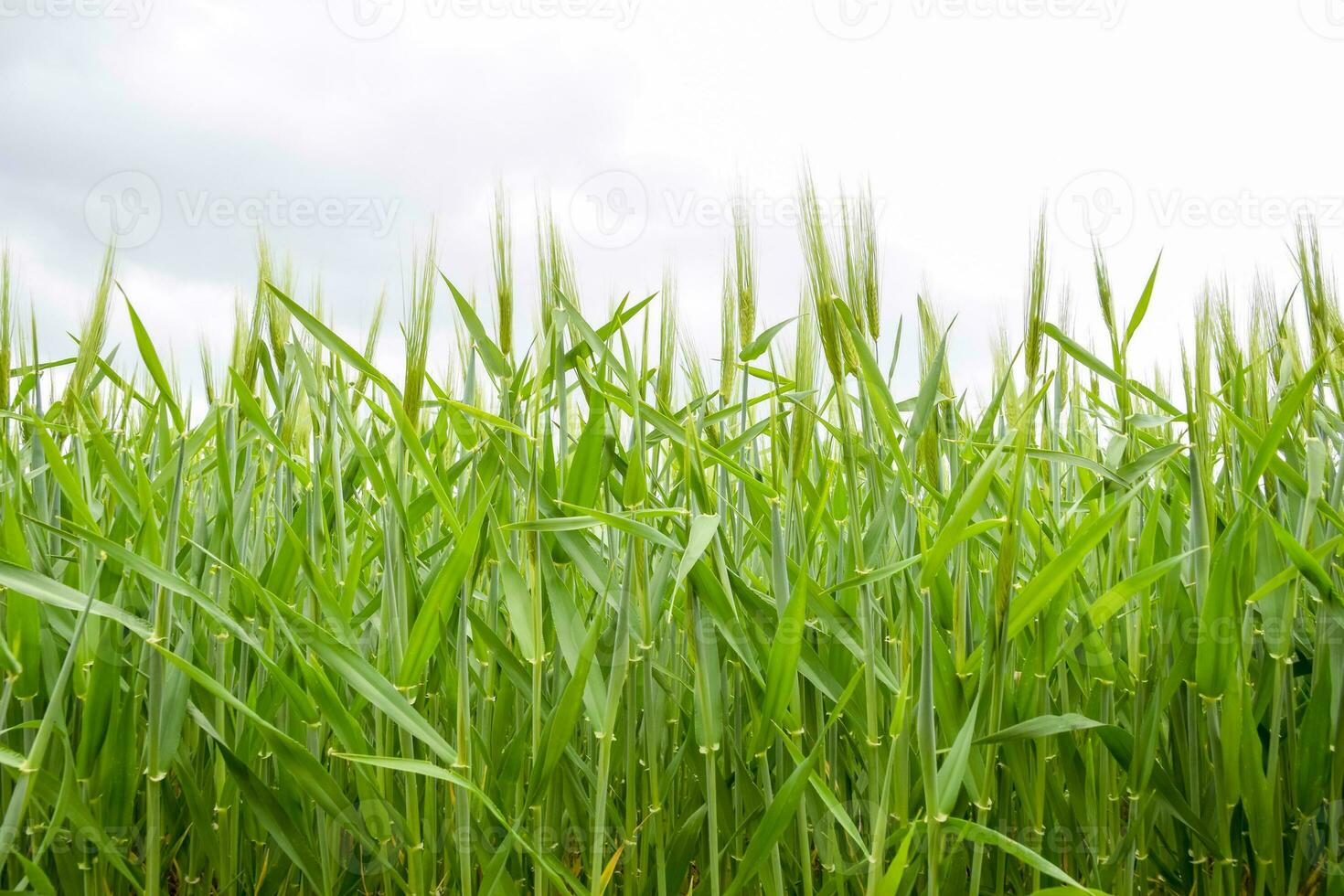 field of green immature barley. Spikelets of barley. The field is barley, Rural landscape. photo