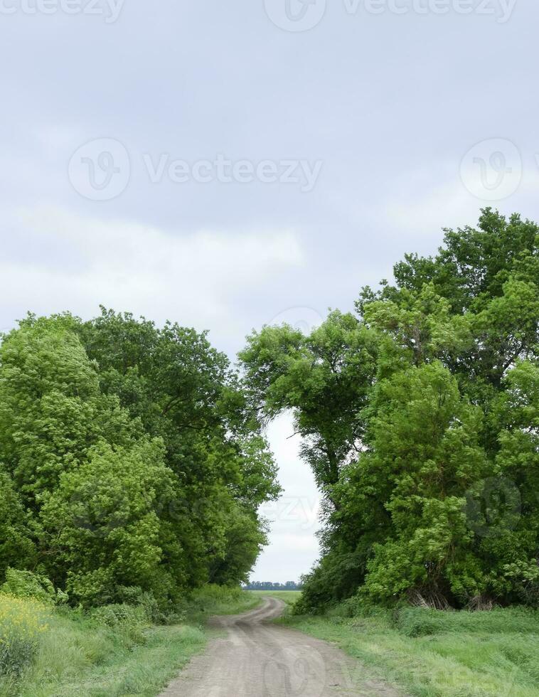 Road to the field. The road passing between the trees. Way through the forest. Symbol of life. photo