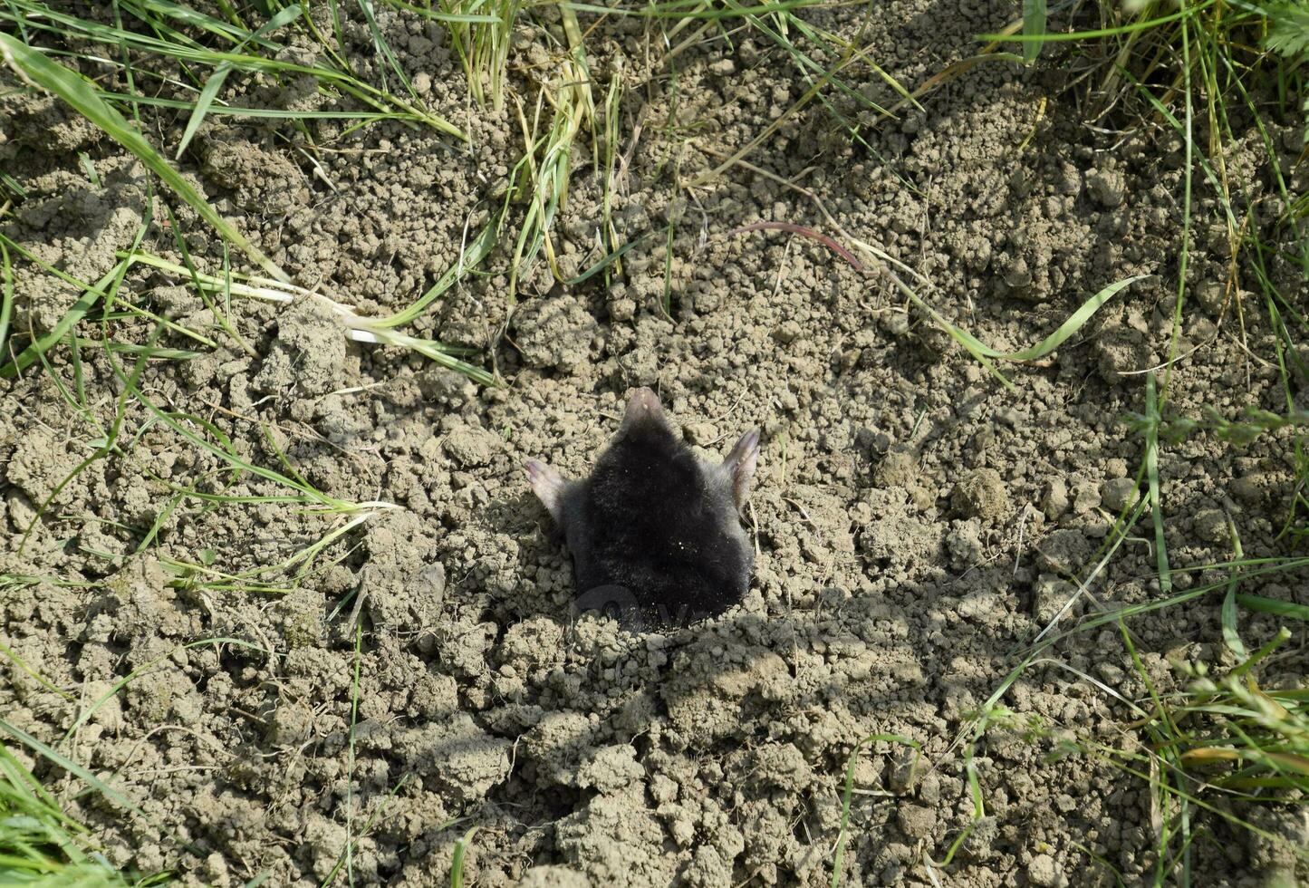 mole climbs out of the hole. Black mole. A mound of earth from a mole. An underground animal is a mole. photo