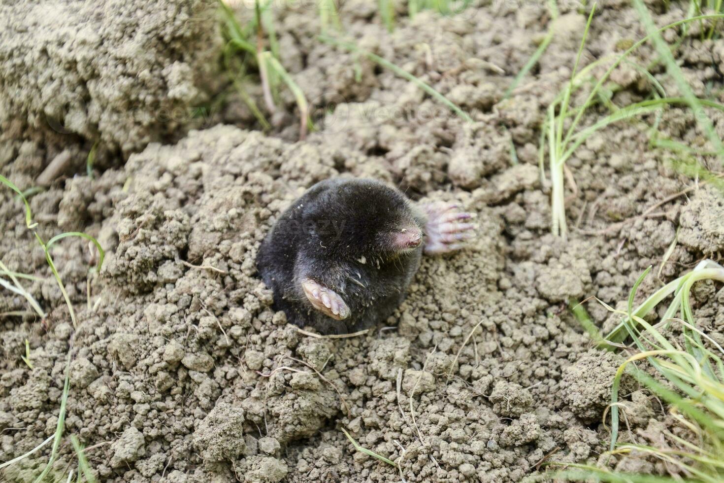 mole climbs out of the hole. Black mole. A mound of earth from a mole. An underground animal is a mole. photo