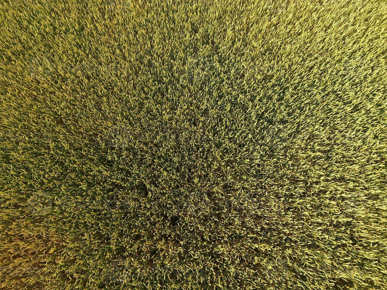 Ripening wheat. Green unripe wheat is a top view. Wheat field photo