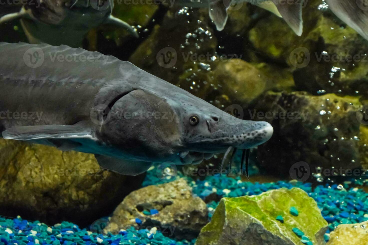 Fish sturgeon swims in the aquarium of oceanarium. Sturgeon fish photo