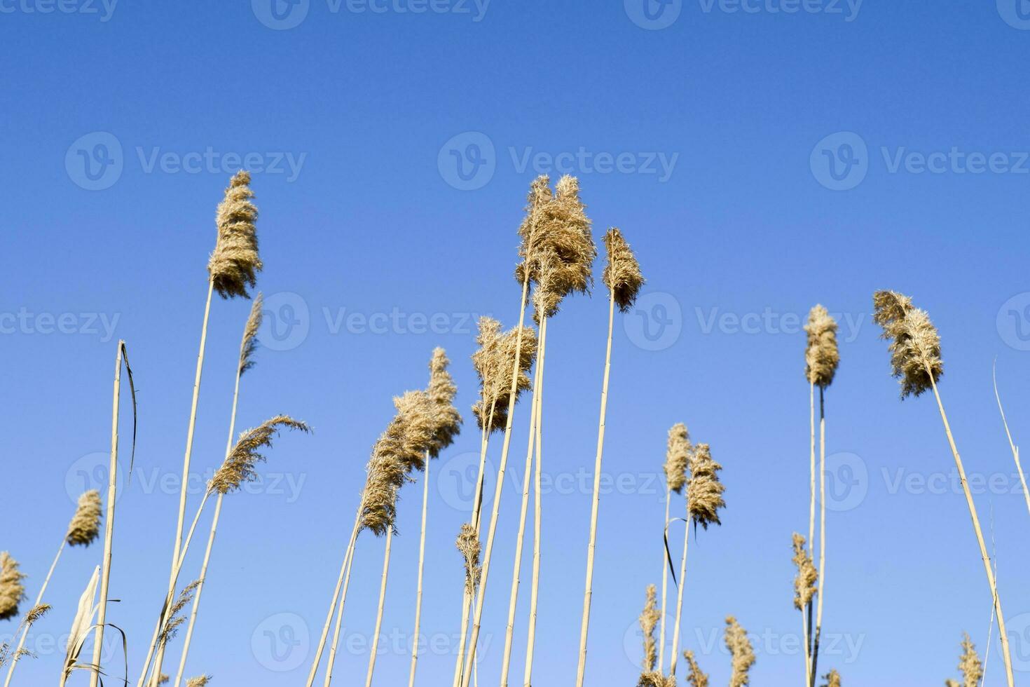 Whisk the dry reeds. Thickets of dry reeds photo