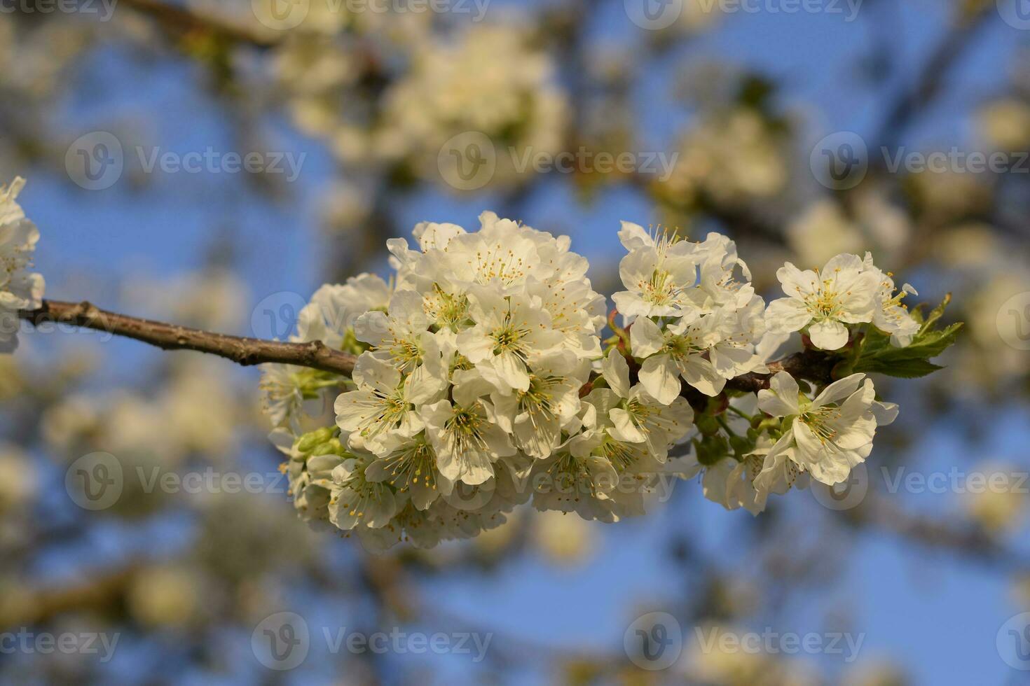 Prunus avium Flowering cherry. Cherry flowers on a tree branch photo