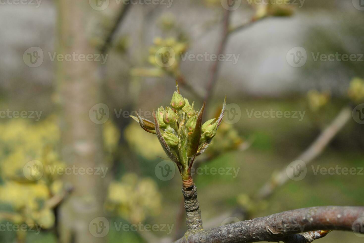 Blossoming buds of pear tree. Dissolve kidney pears photo
