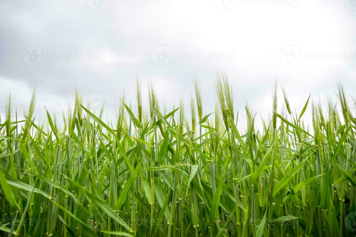 field of green immature barley. Spikelets of barley. The field is barley, Rural landscape. photo