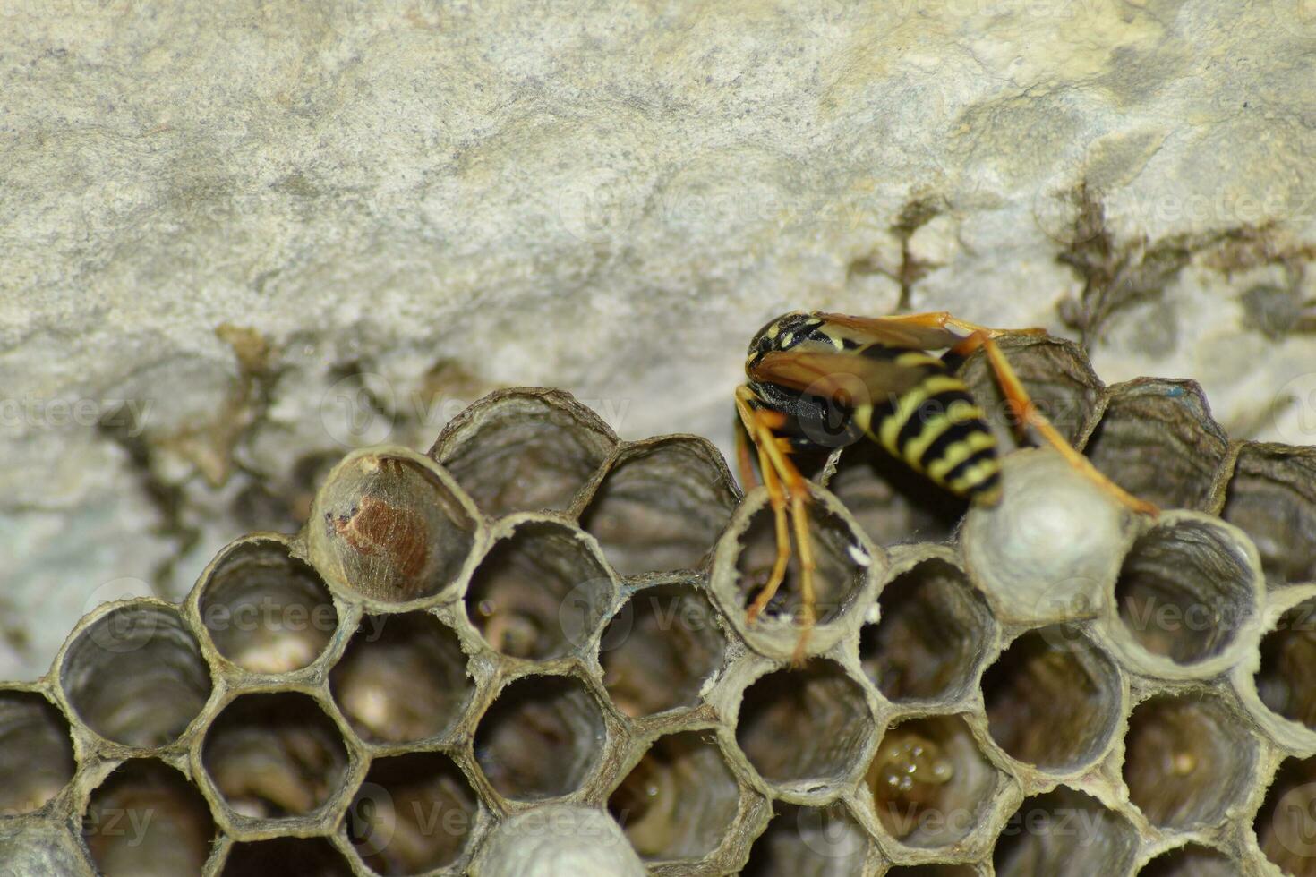 Wasp nest with wasps sitting on it. Wasps polist. The nest of a family of wasps which is taken a close-up photo