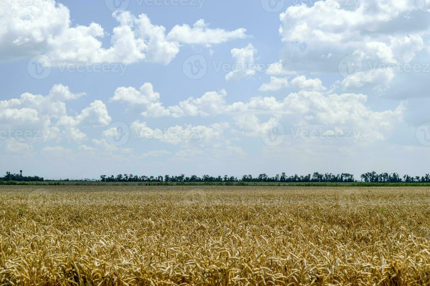 campo de trigo foto