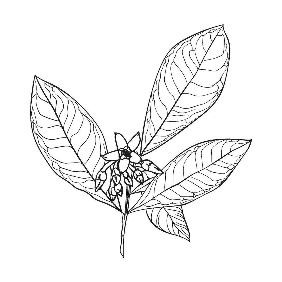 Ardisia Whitfordii flower plants hand drawing doodle vector