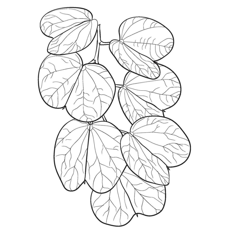 alibangbang árbol hoja dibujo bauhinia malabarica roxib leguminosas mano dibujo garabatear botánico vector