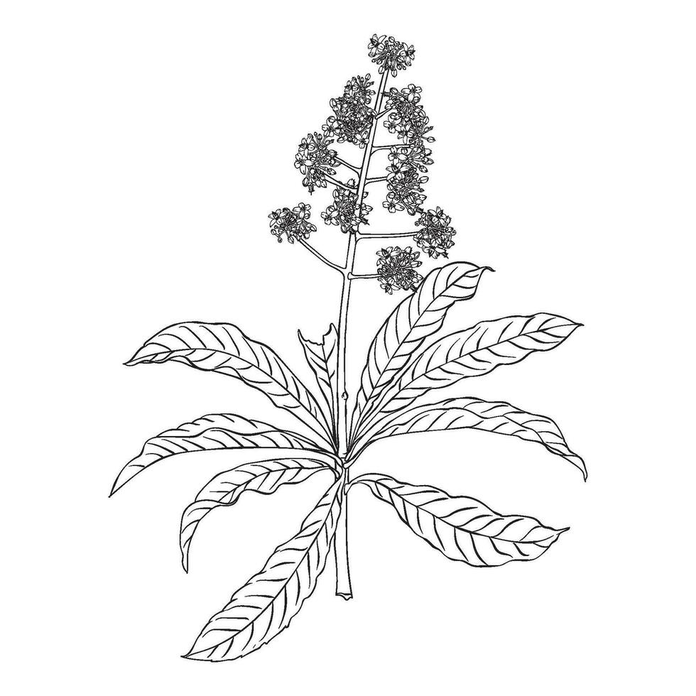 aunasín árbol flor plantas mano dibujo botánico línea dibujo vector