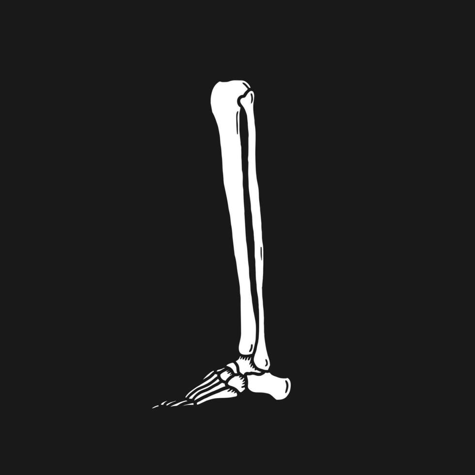 leg bone skeleton vector illustration