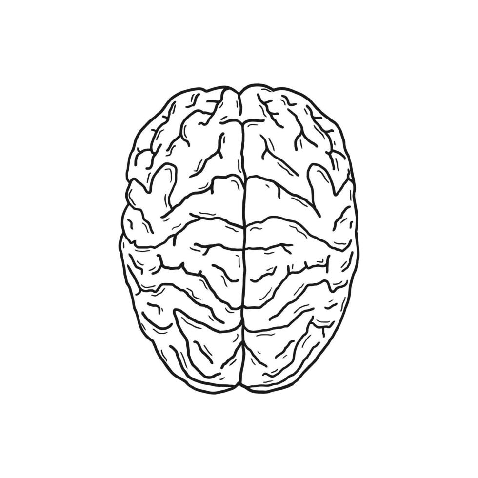 human brain vector illustration design