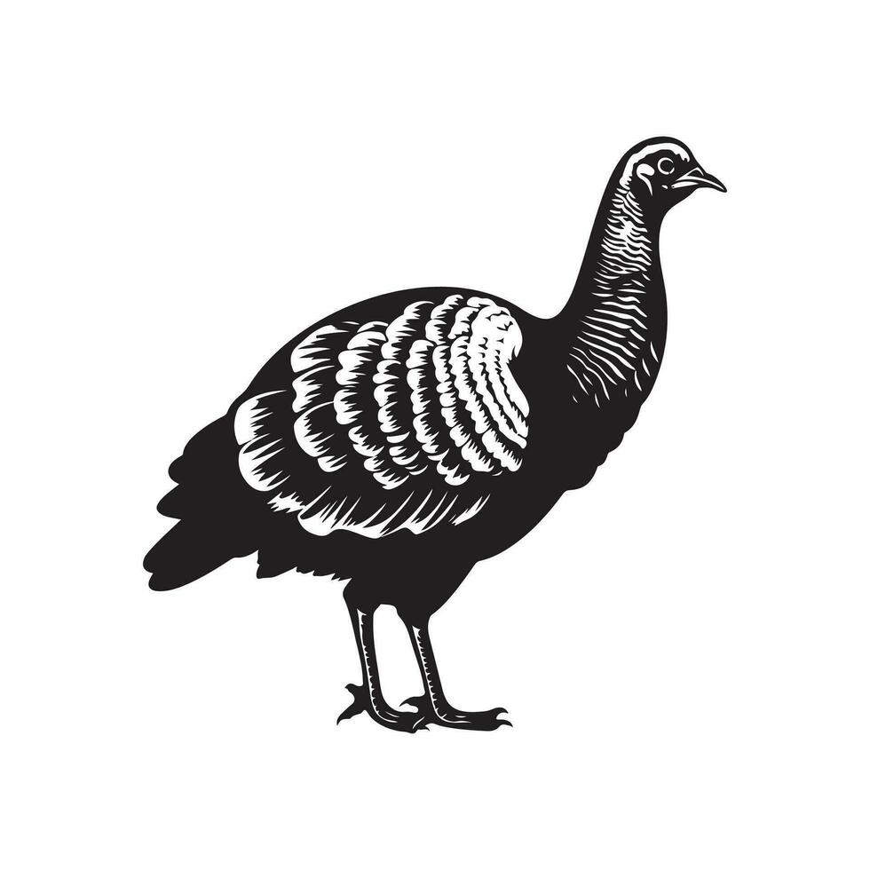 Turkey Vector Art, Icons, and Graphics