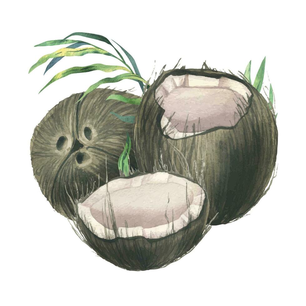 Coconuts whole, halves and pieces with bright, green, tropical palm leaves. Hand drawn watercolor illustration. Pre-made composition isolated from the background vector