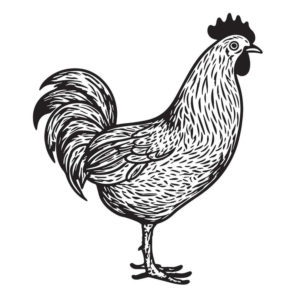 Logo farm rooster hand drawn sketch Vector illustration