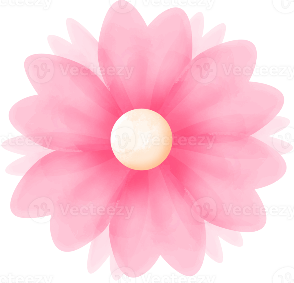 rosado acuarela flor png