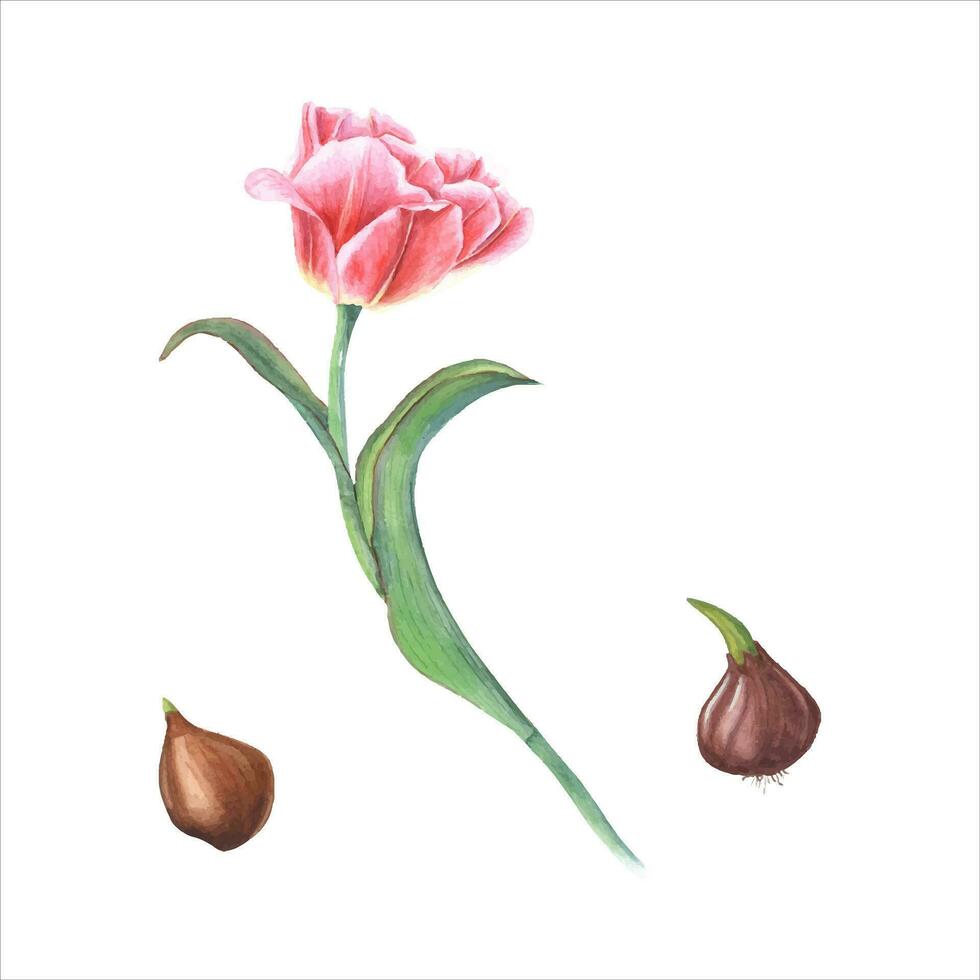 Watercolor floral spring illustration of pink tulip with bulbs. Pink flower vector
