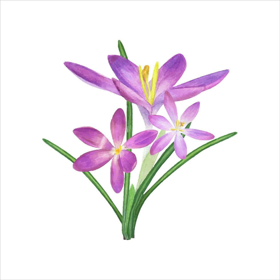primavera ramo de flores de azafranes Violeta flor, azafrán, verde hojas. hermosa acuarela ilustración vector