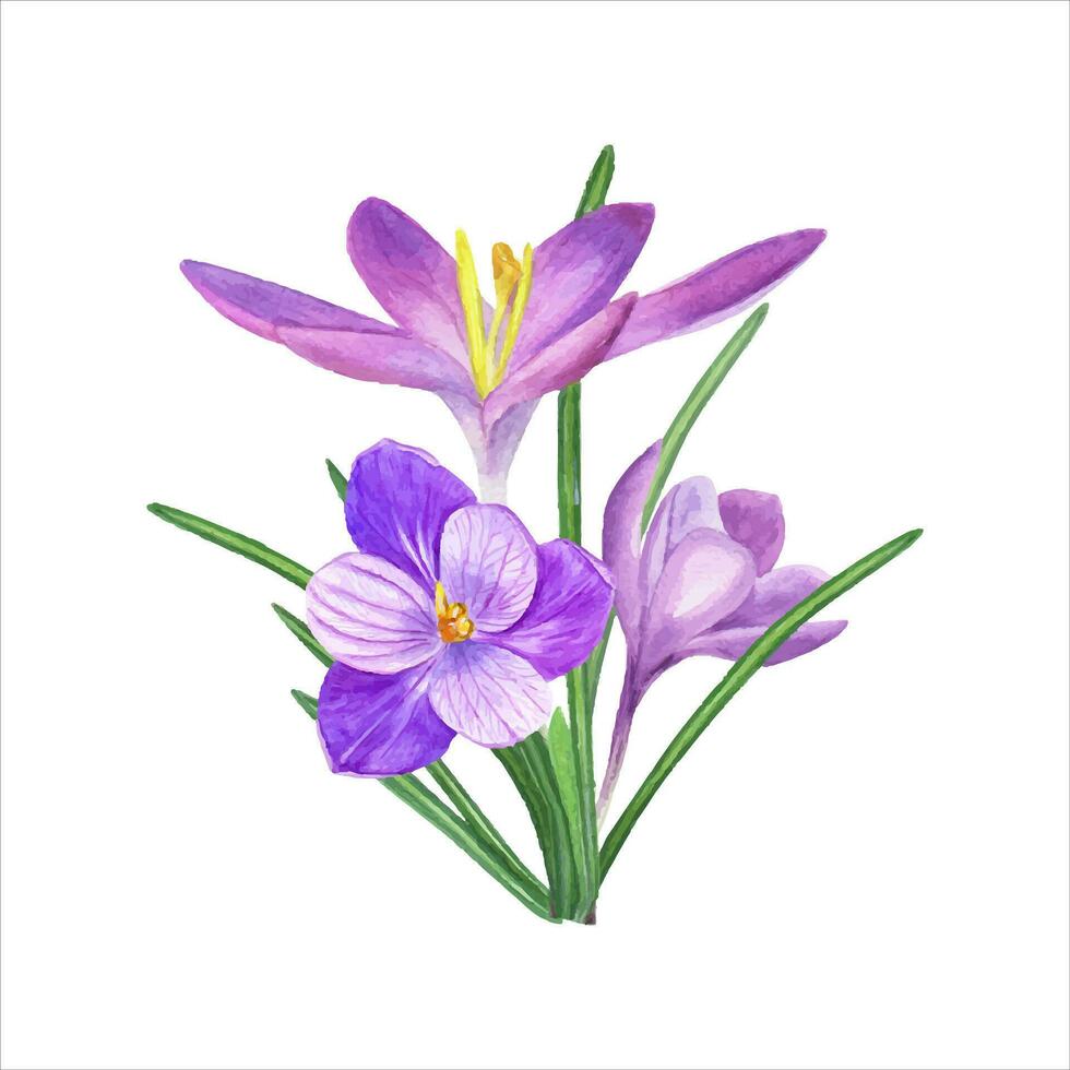 Watercolor bouquet of crocuses. Spring illustration of saffron flowers. Valentines day, Mother day vector