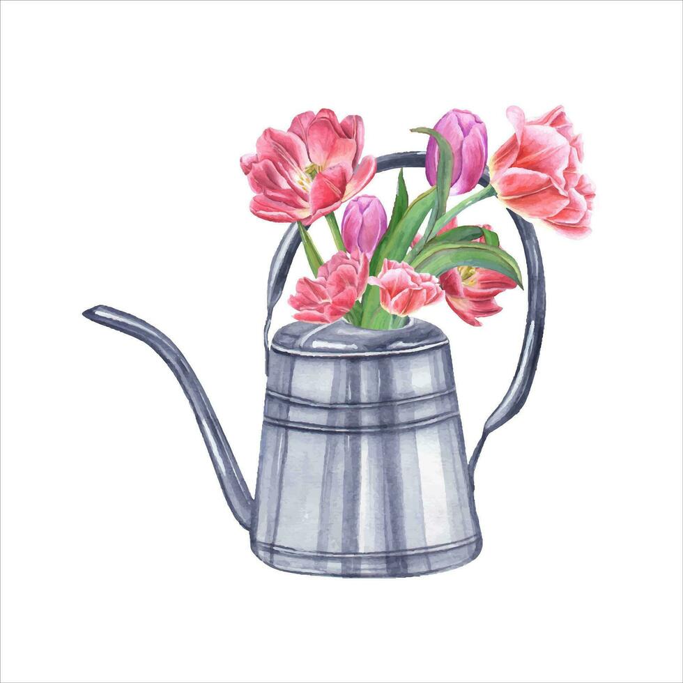 Bouquet of pink double tulips in steel watering can. Spring watercolor illustration vector