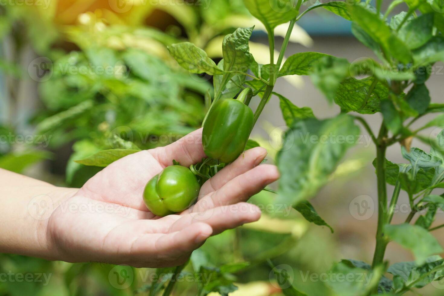 gardener's hand holds a bell pepper on tree. The fruit has a square to hexagonal shape. There are many colors ranging from green, yellow, orange and red. photo