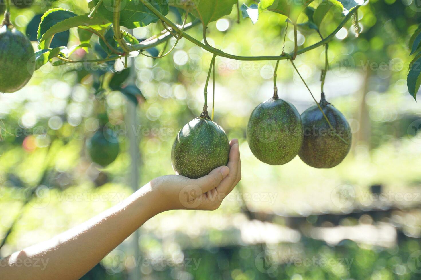 Hand holding raw passion fruit on the tree. The passion fruit has an oval shape, a thick, oily rind. There are many seeds inside the fruit. It is a healthy fruit with high fiber content. photo