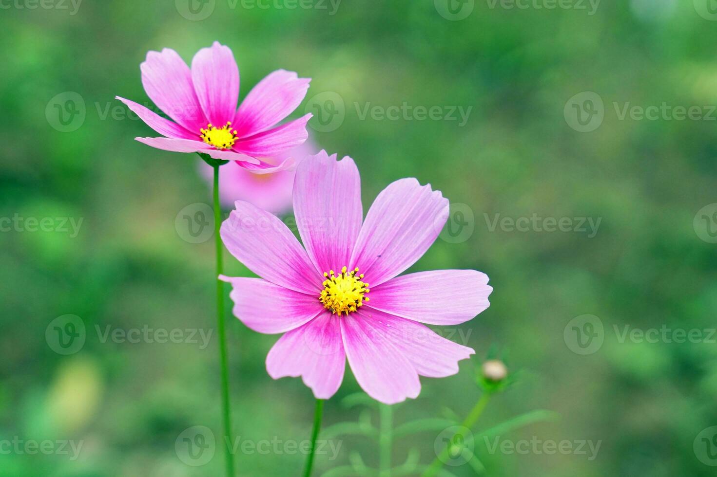 Cosmos bipinnatus flower field, flowers in full bloom with beautiful colors. Soft and selective focus. photo