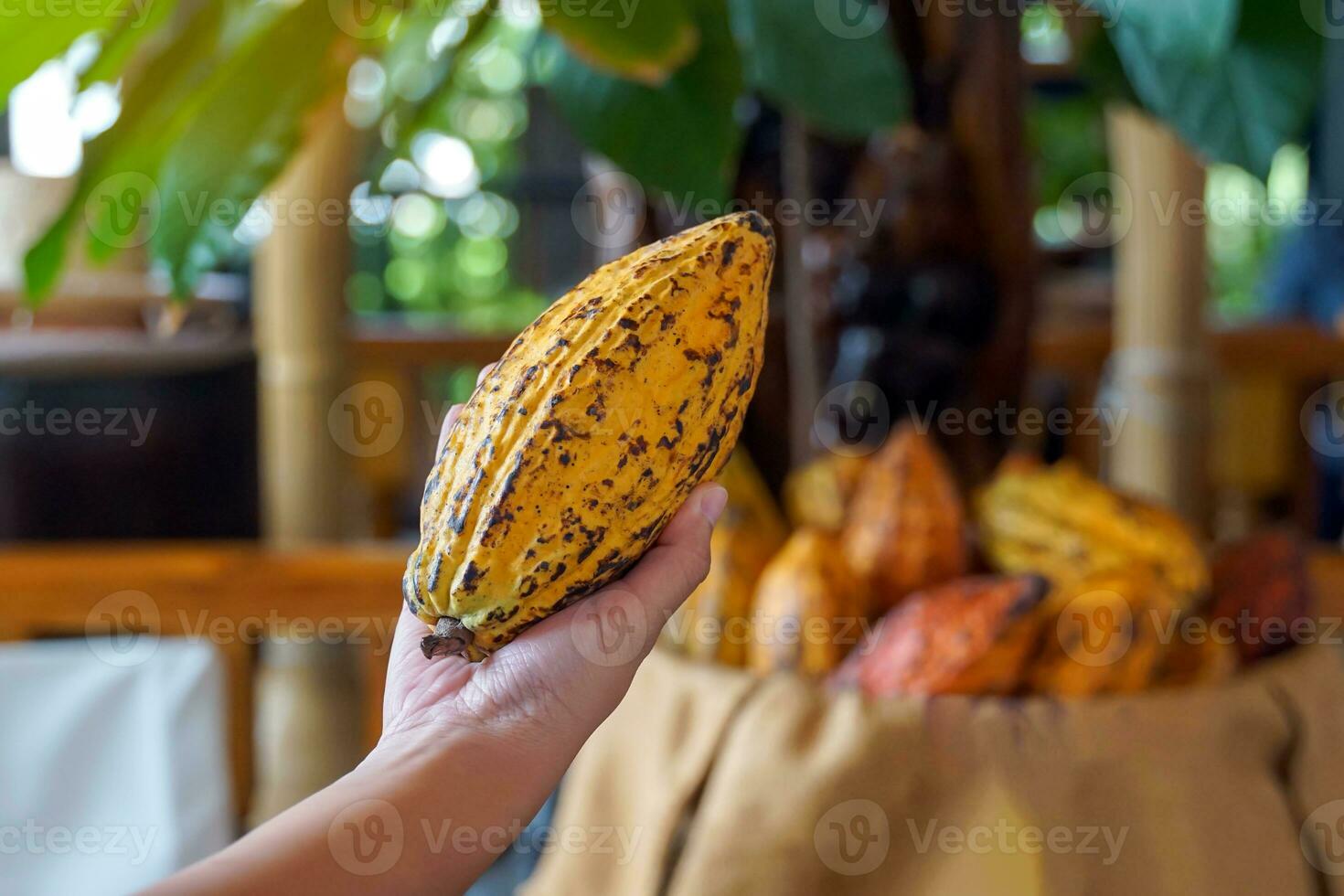 cacao, cacao, nuez de chocolate. fruto con forma de papaya en el tronco o ramas. piel de calabaza, piel gruesa, los granos de cacao se procesan en chocolate. enfoque suave y selectivo. foto