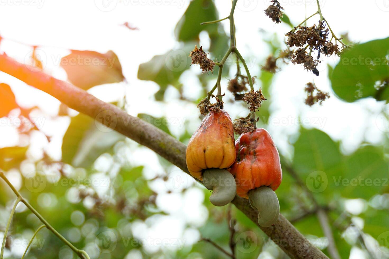 Cashew fruit tree. The fruit looks like rose apple or pear. The young fruit is green. When ripe, it turns red-orange. At the end of the fruit there is a seed, shaped like a kidney. photo