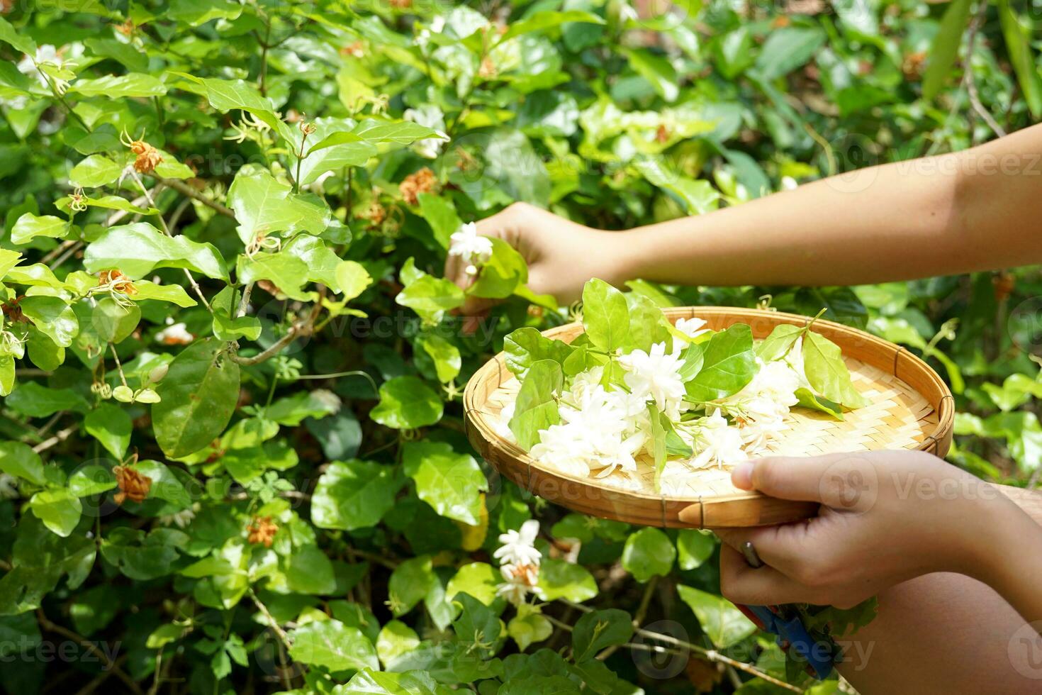 Arabian Jasmine flowers collected from the garden in bamboo baskets Thai people like to use jasmine to float cold water to drink. Decorated as a garland to worship the Buddha image and make incense. photo