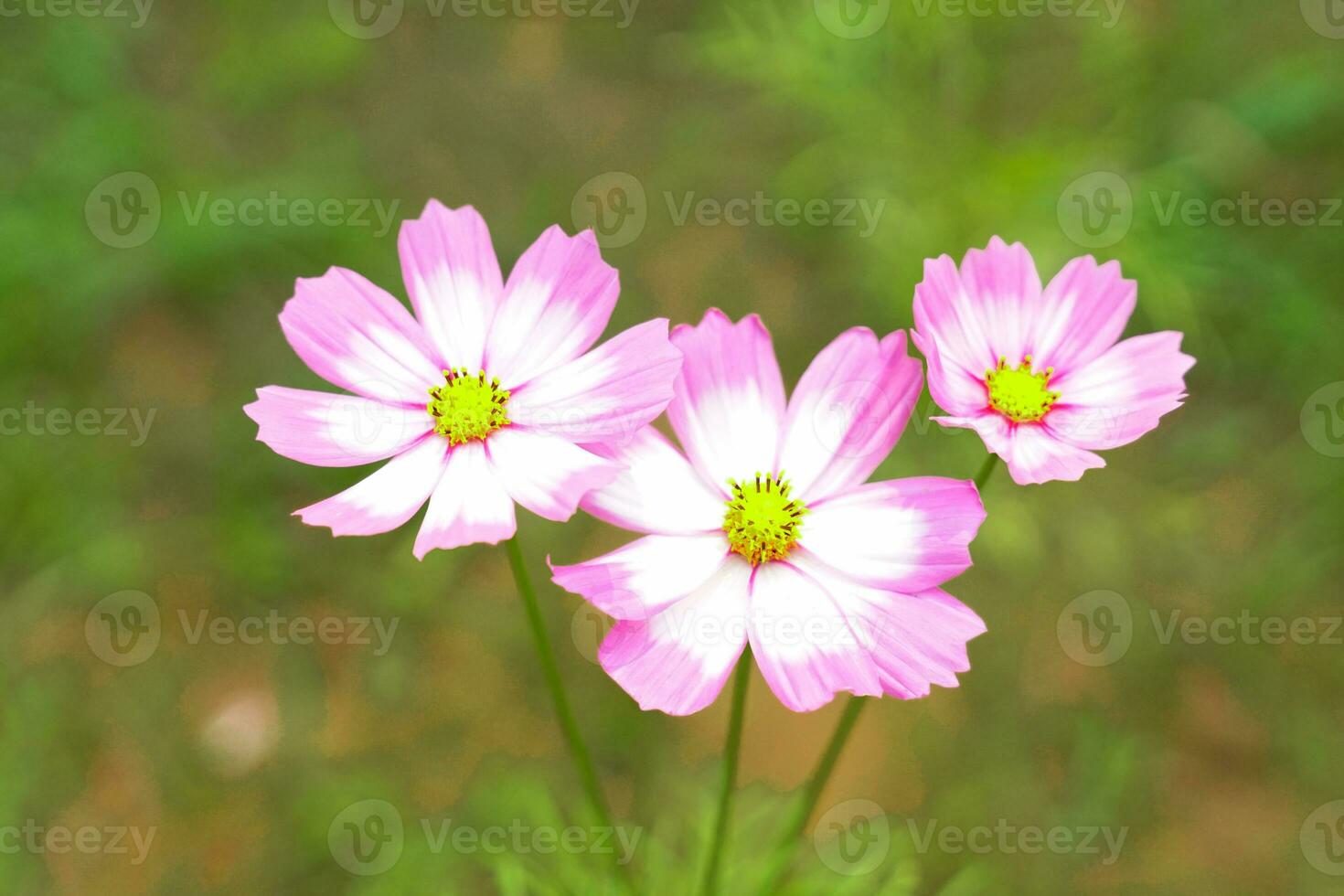 Cosmos bipinnatus flower field, flowers in full bloom with beautiful colors. Soft and selective focus. photo