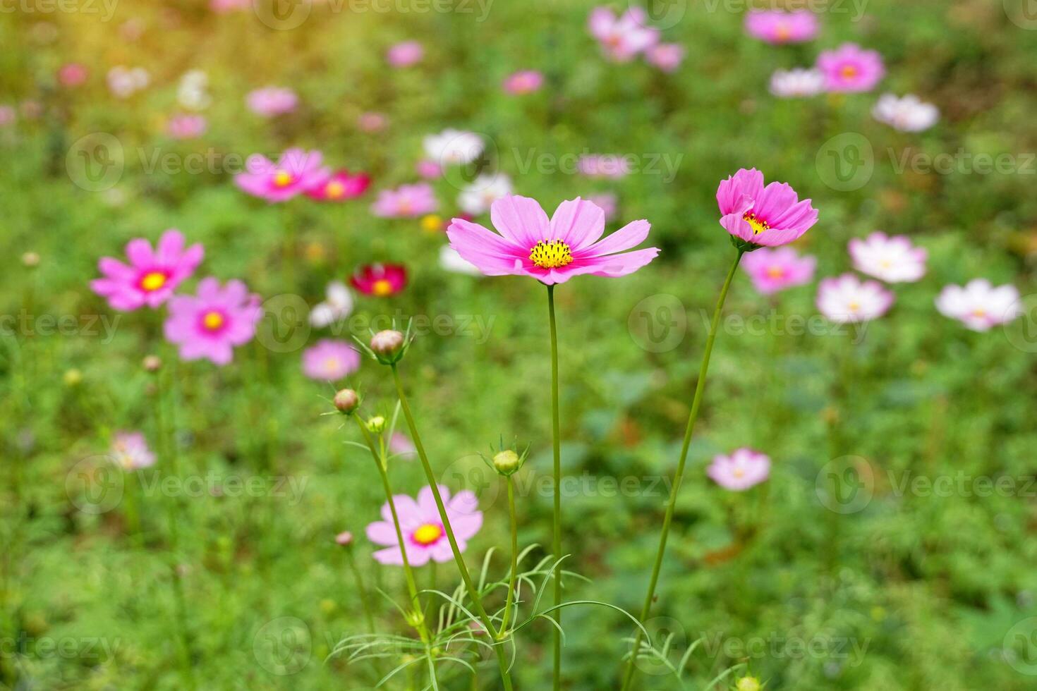 Cosmos bipinnatus flower field, flowers in full bloom with beautiful colors. Soft and selective focus. photo