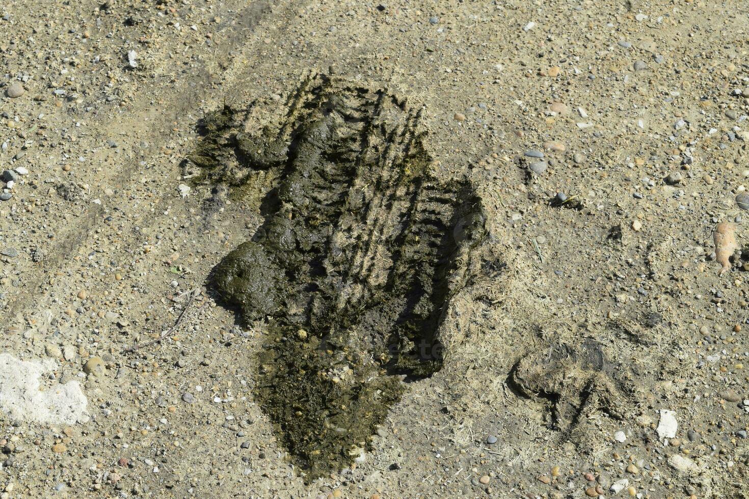 Cow dung crushed by the wheel photo