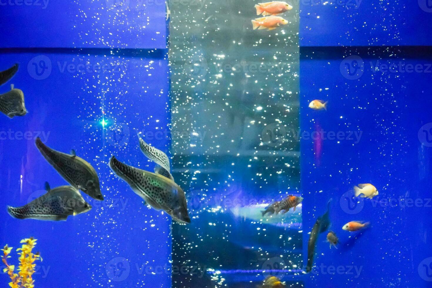 Fish in the aquarium of aquarium, photo