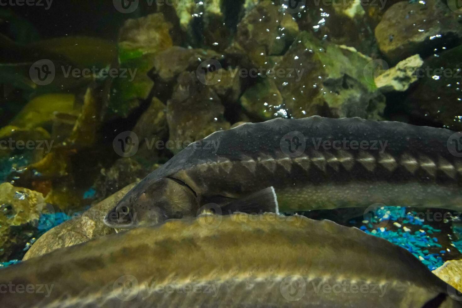 Fish sturgeon swims in the aquarium of oceanarium. Sturgeon fish photo