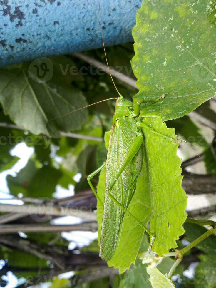 A green grasshopper on the vineyard foliage photo