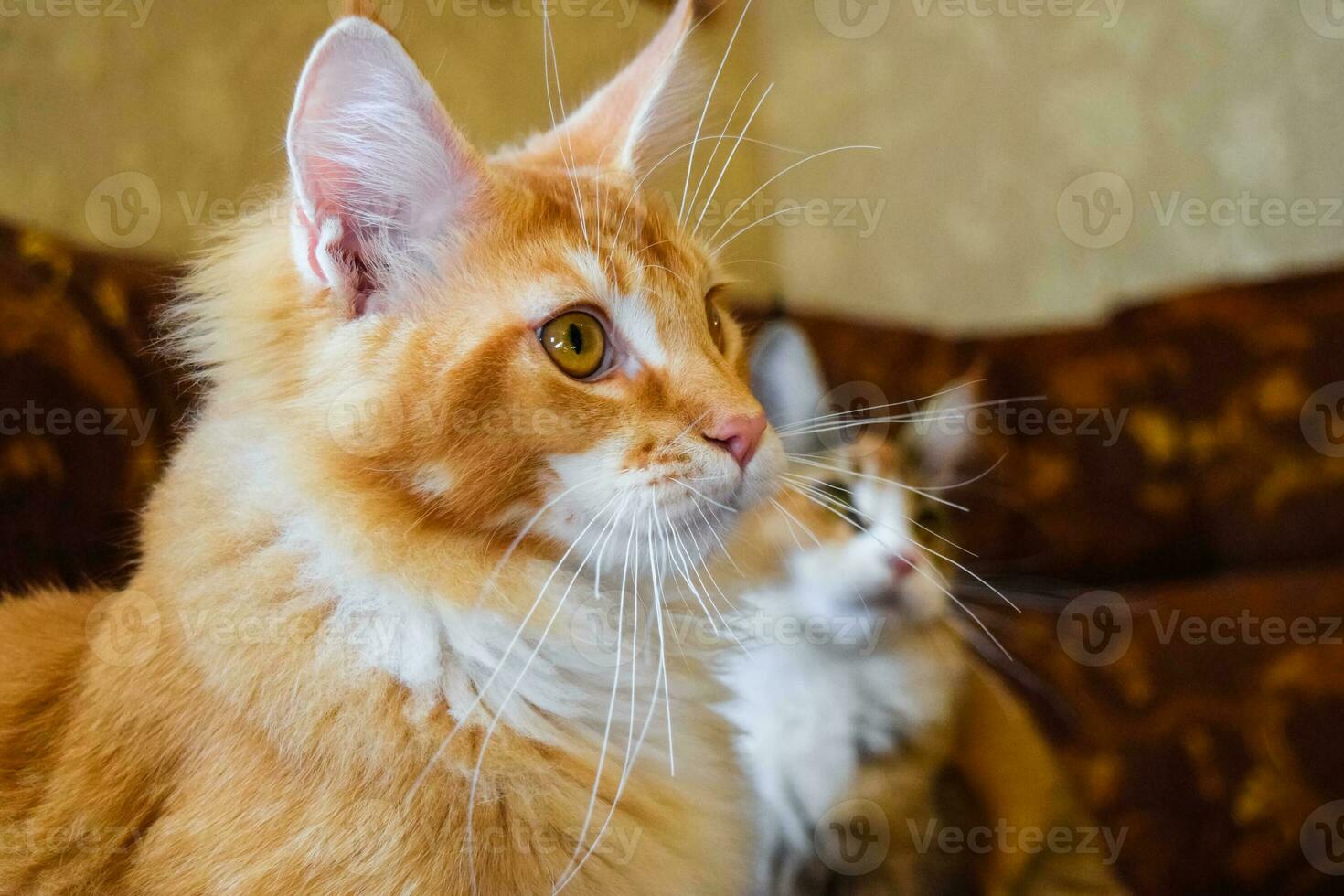 Giant maine coon cat. Mainecoon cat, Breeding of purebred cats at home photo