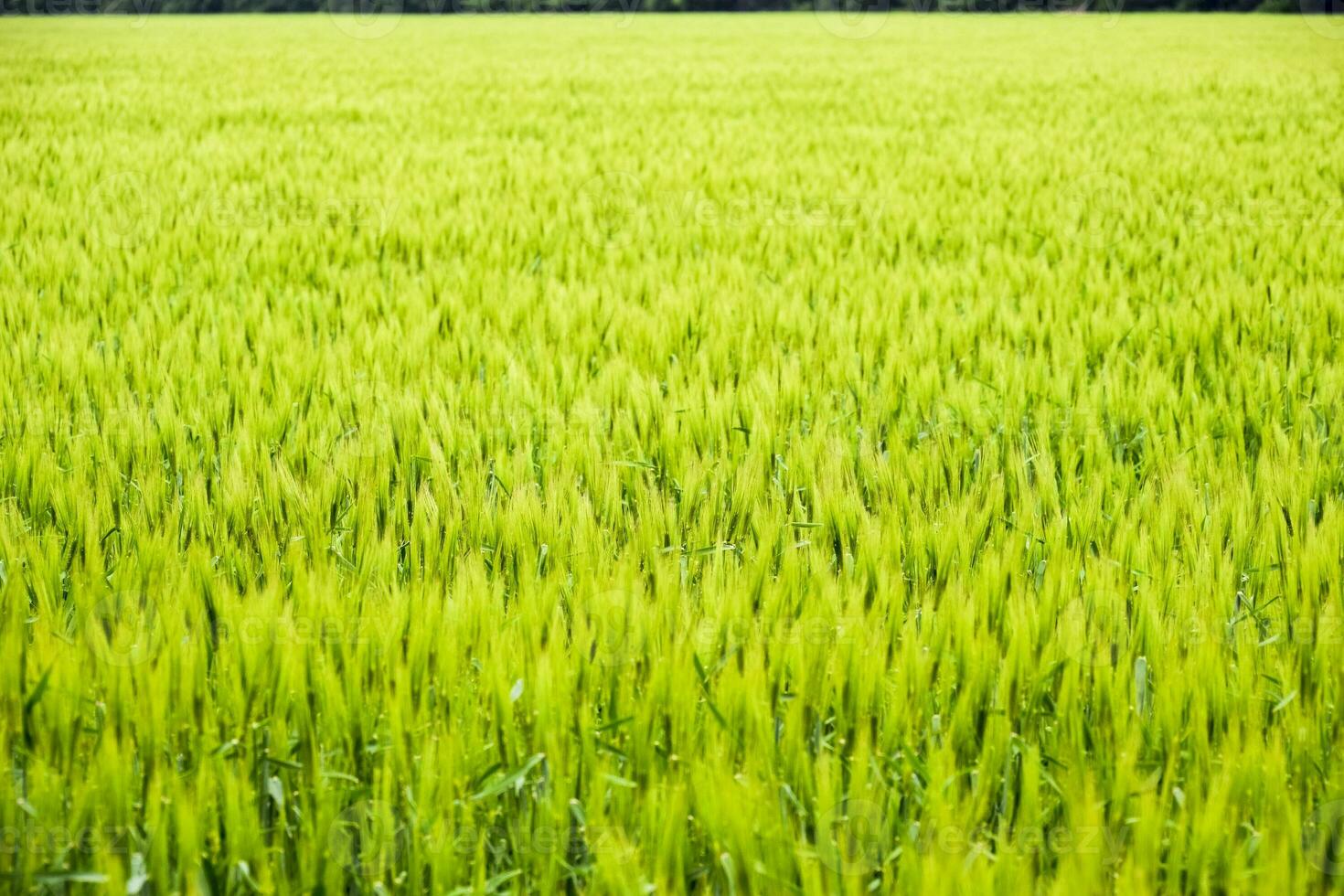 field of green immature barley. Spikelets of barley. The field is barley, Rural landscape. photo