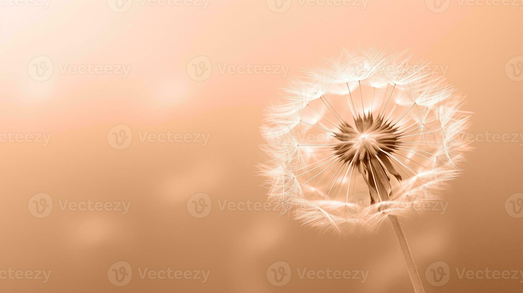 AI generated Glowing dandelion close-up, ethereal botanical beauty, dreamy pastel tones, serene floral image. Trendy Peach Fuzz color photo