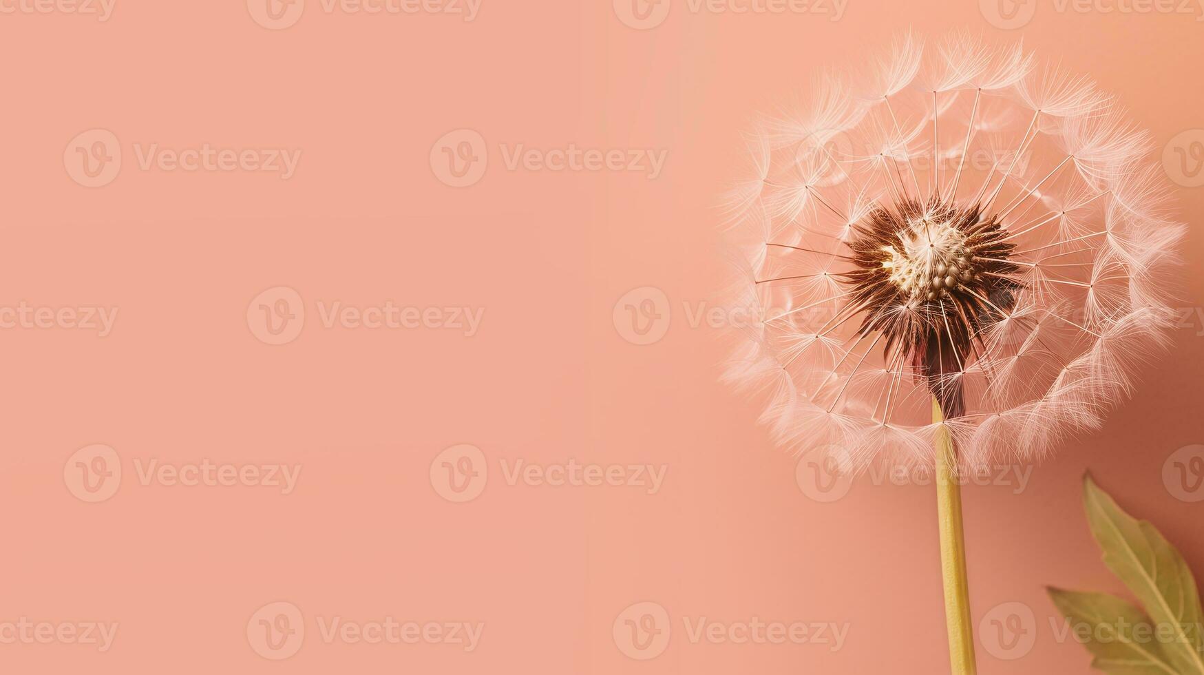 AI generated Banner Dandelion on peach background, delicate nature macro, floral wallpaper, spring concept. Trendy Peach Fuzz color photo