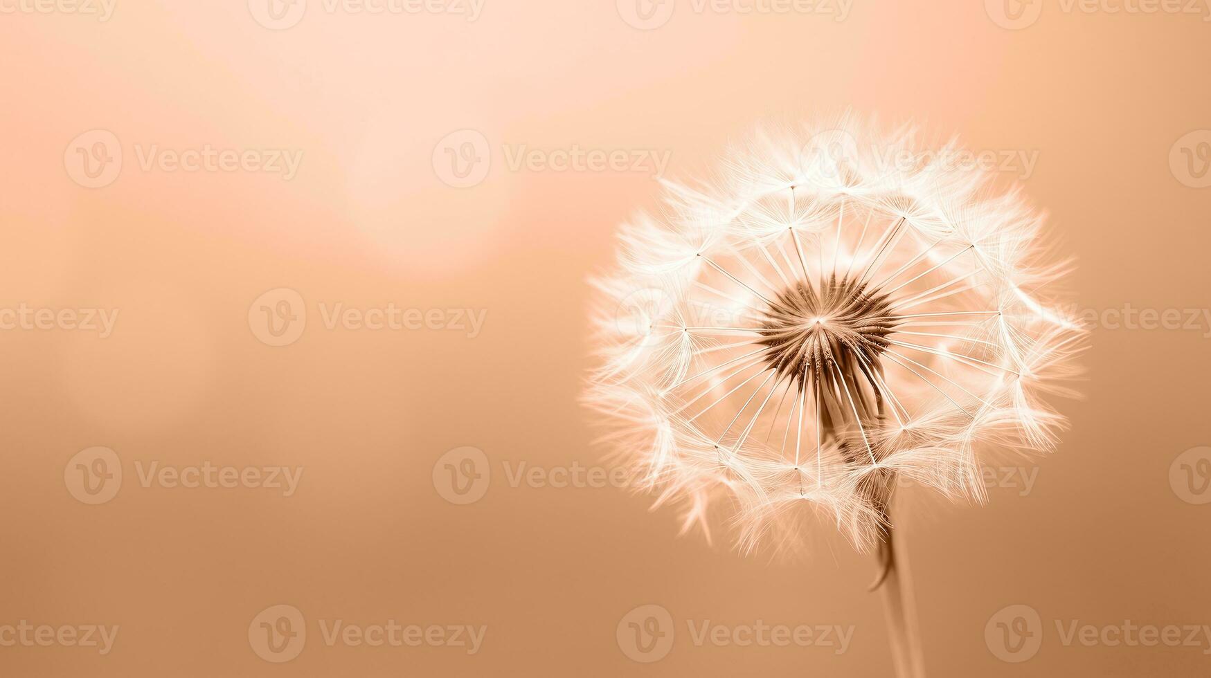 AI generated Serene dandelion silhouette with delicate seeds ready to disperse on warm, soft orange backdrop, perfect for tranquil nature themes and calming wall art. Trendy Peach Fuzz color photo