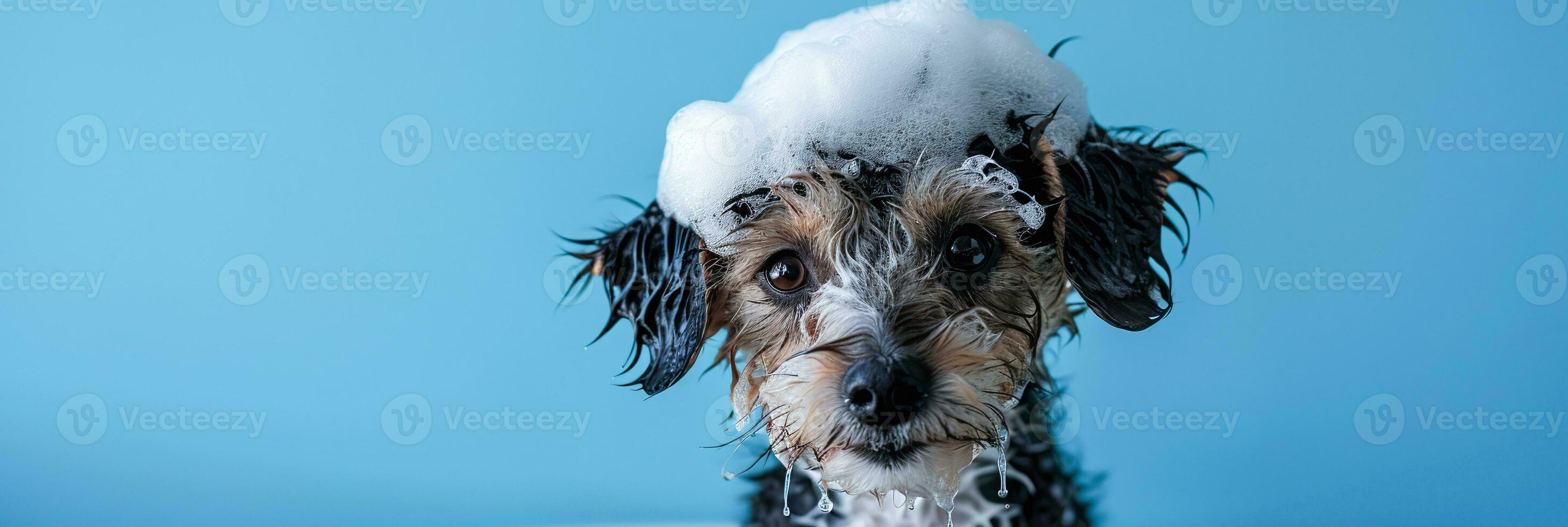 AI generated Funny small dog with shampoo foam, grooming and bathing, pet hygiene banner photo